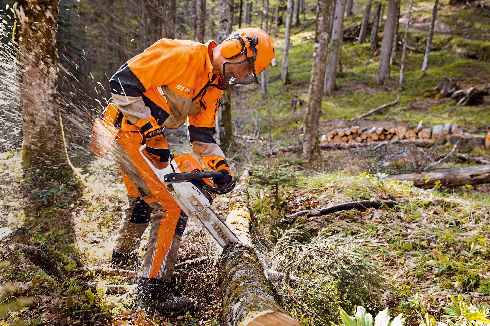 En skogsarbeider i STIHL verneklær sager et tre i skogen med en STIHL motorsag